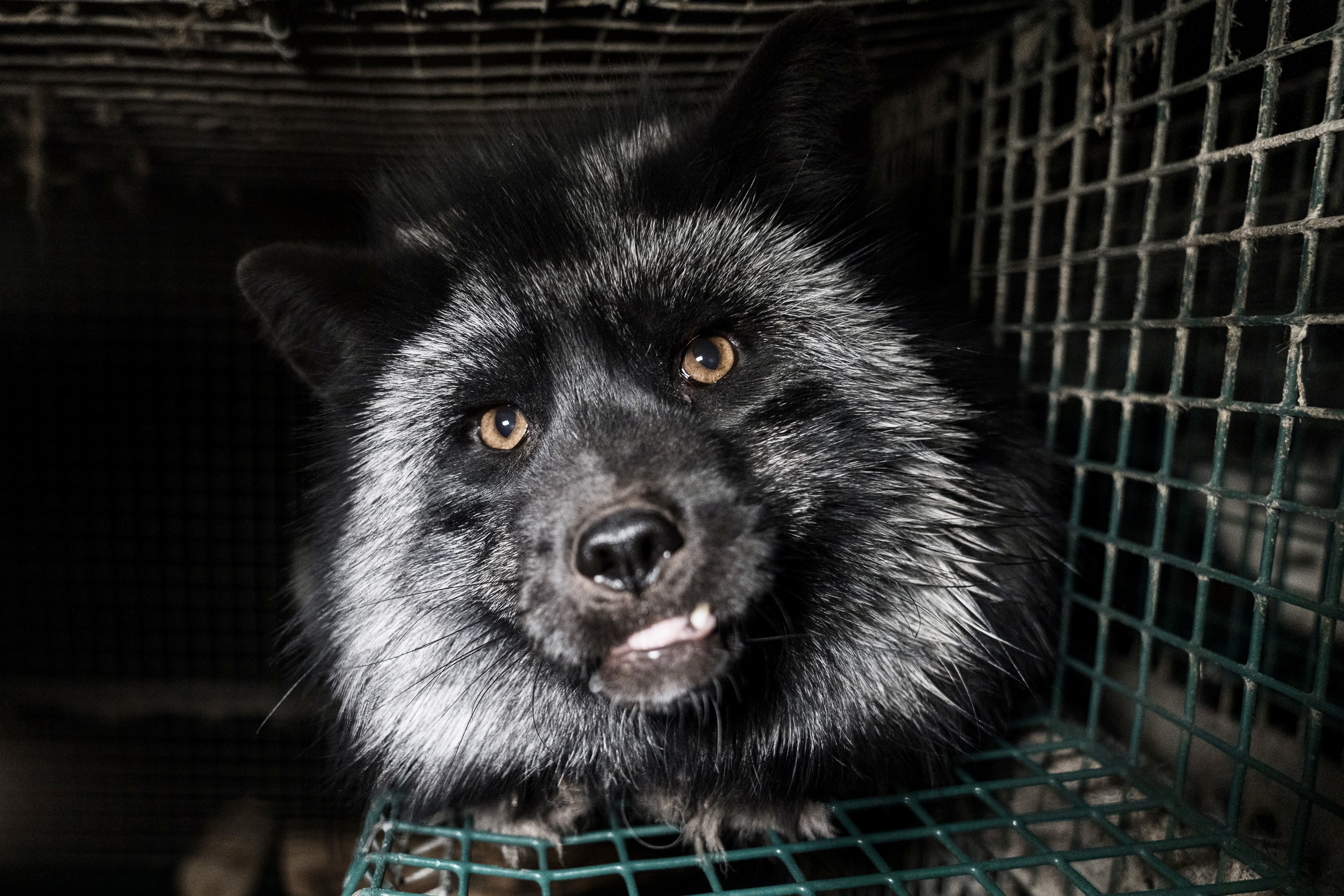 Fox farming in Europe: Investigation on Polish fur farm reveals dark  reality for foxes