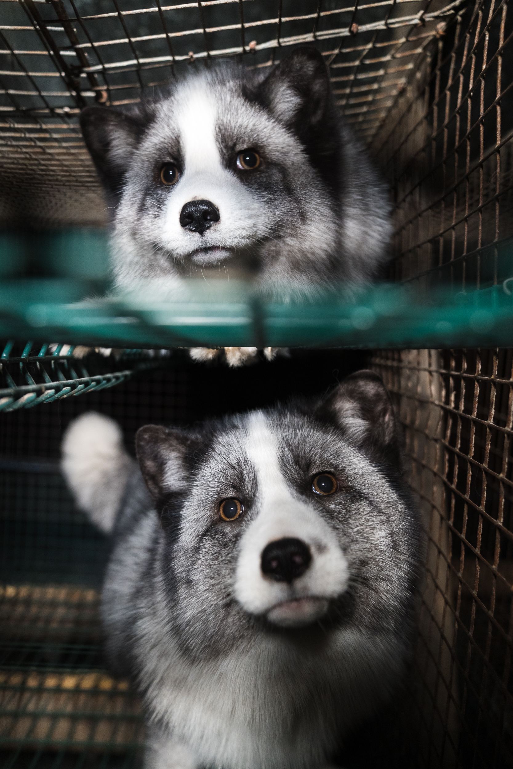 The cruel reality of fox fur farming 