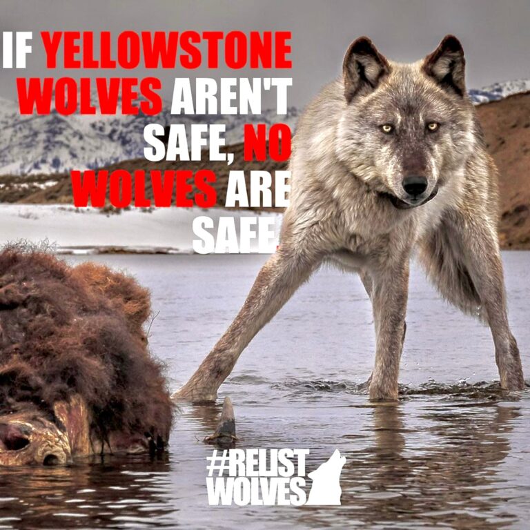 Urgent! ‘Relist Wolves Action Day’ Is On January 25th; Demand That The USFWS Relist Wolves On The Endangered Species List