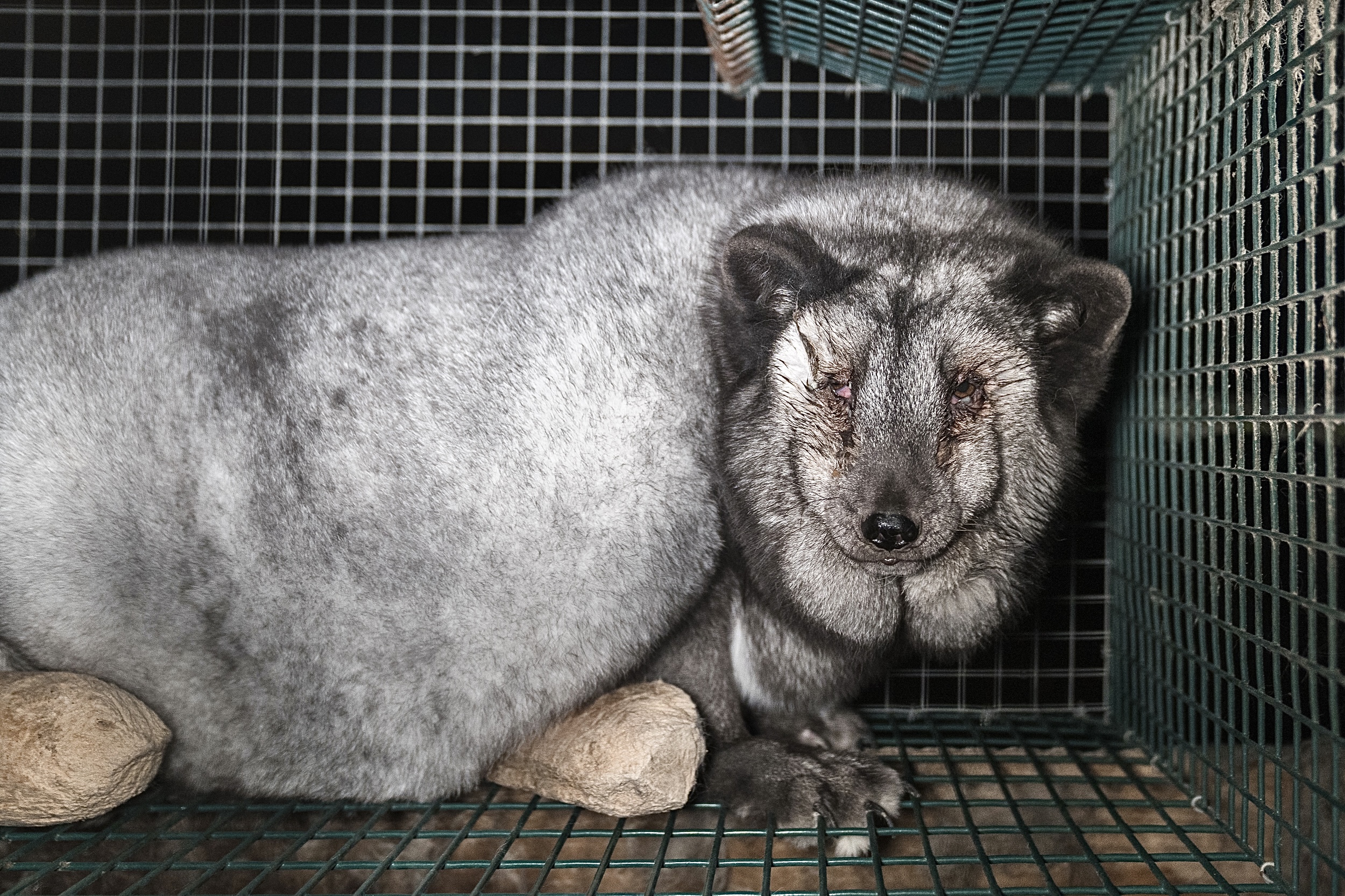 Inside Finland's cruel fox fur farms, the shame of the luxury fashion  industry