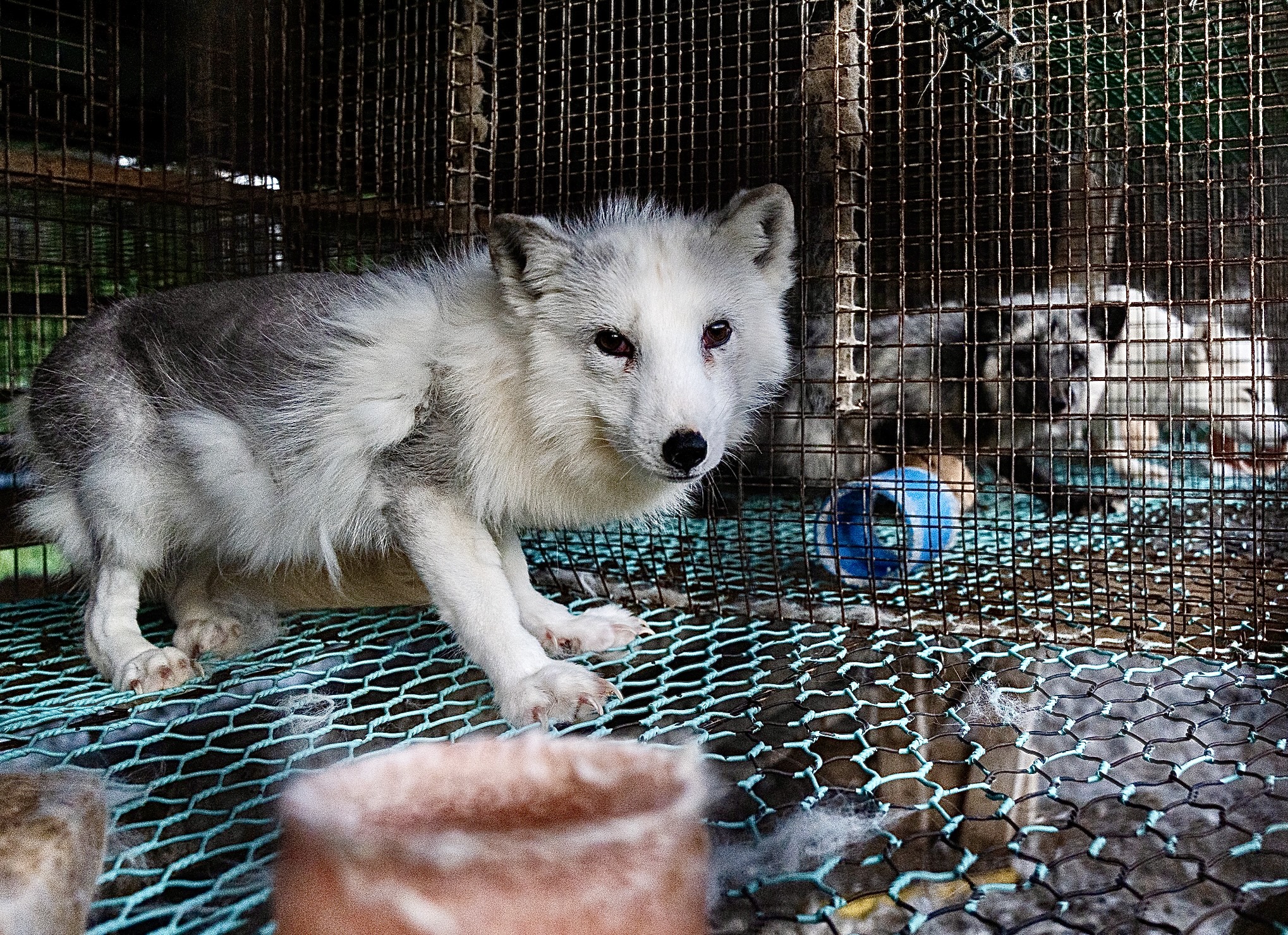 The cruel reality of fox fur farming 