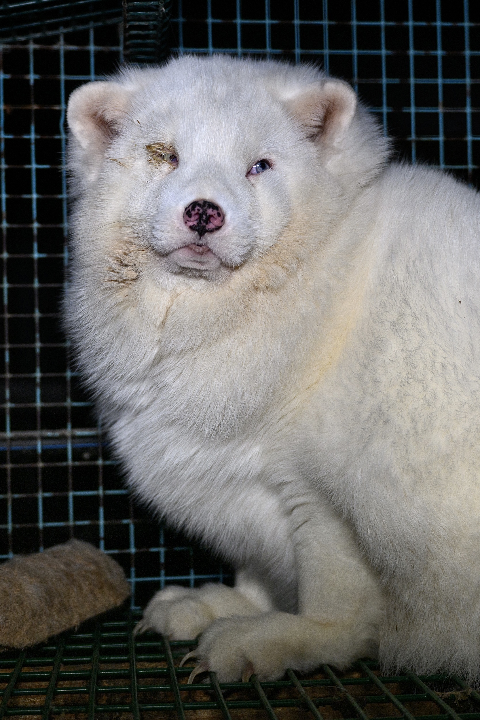 Footage shared of appalling animal cruelty within Finland's fox farms