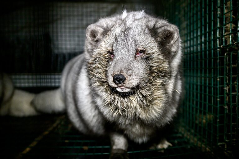 Undercover Investigation Of Fur Farms In Finland Reveals Sick & Injured Foxes Kept In Horrific Conditions; Help Ban Cruel Fur Farming In The EU