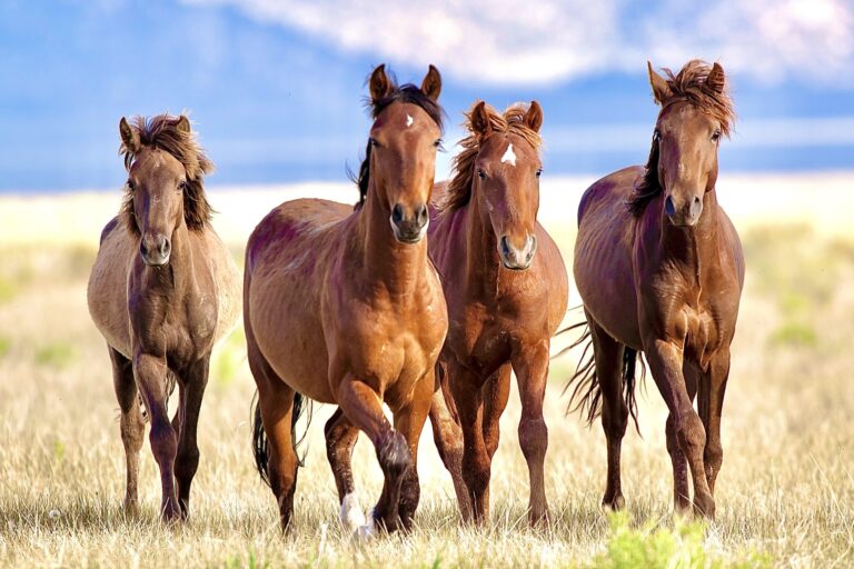 The Wild Animal Sanctuary Is Helping To Protect Wild Horses In Colorado By Acquiring 22,450 Acres Of Land So They Can Roam Free