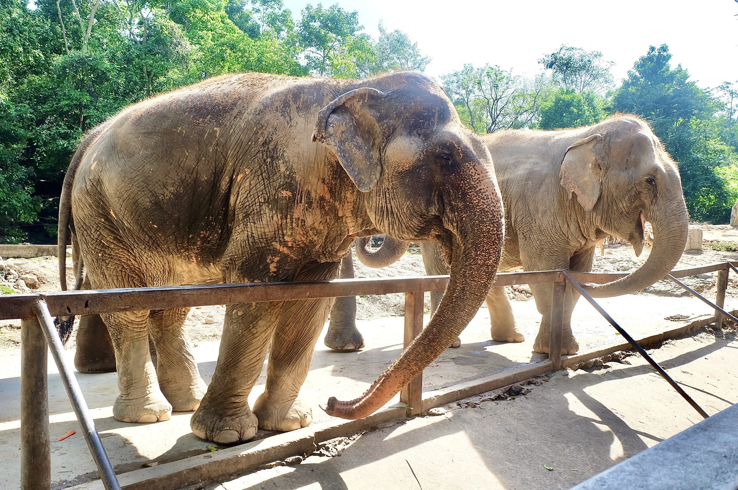 In Defense of Animals' 10 Worst Zoos For Elephants In 2022 Revealed - World  Animal News