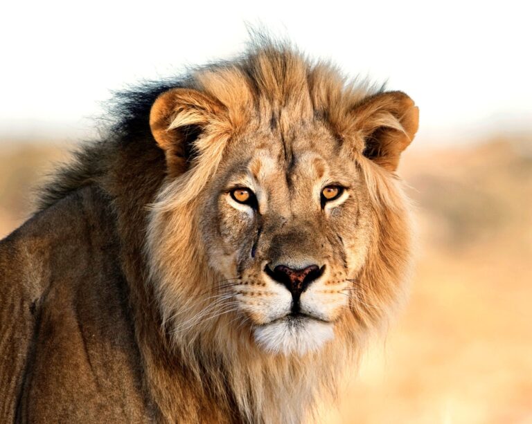 The United States & South Africa Form Powerful New Task Force To Combat Wildlife Trafficking