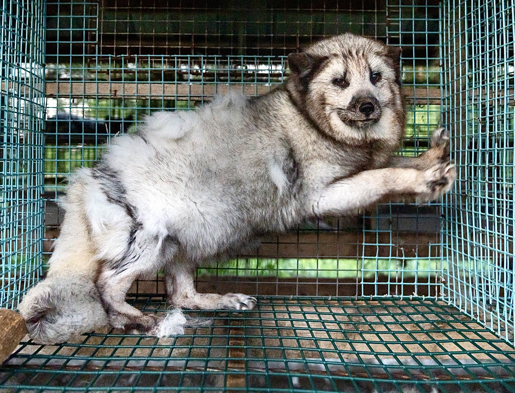 Undercover Investigation Of Fur Farms In Finland Reveals Sick & Injured