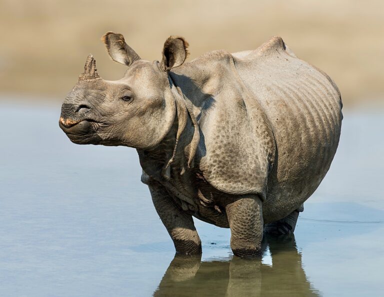 A Conservation Success As Zero Indian Rhinos Were Poached In 2022 Making It The First Time In 45 Years