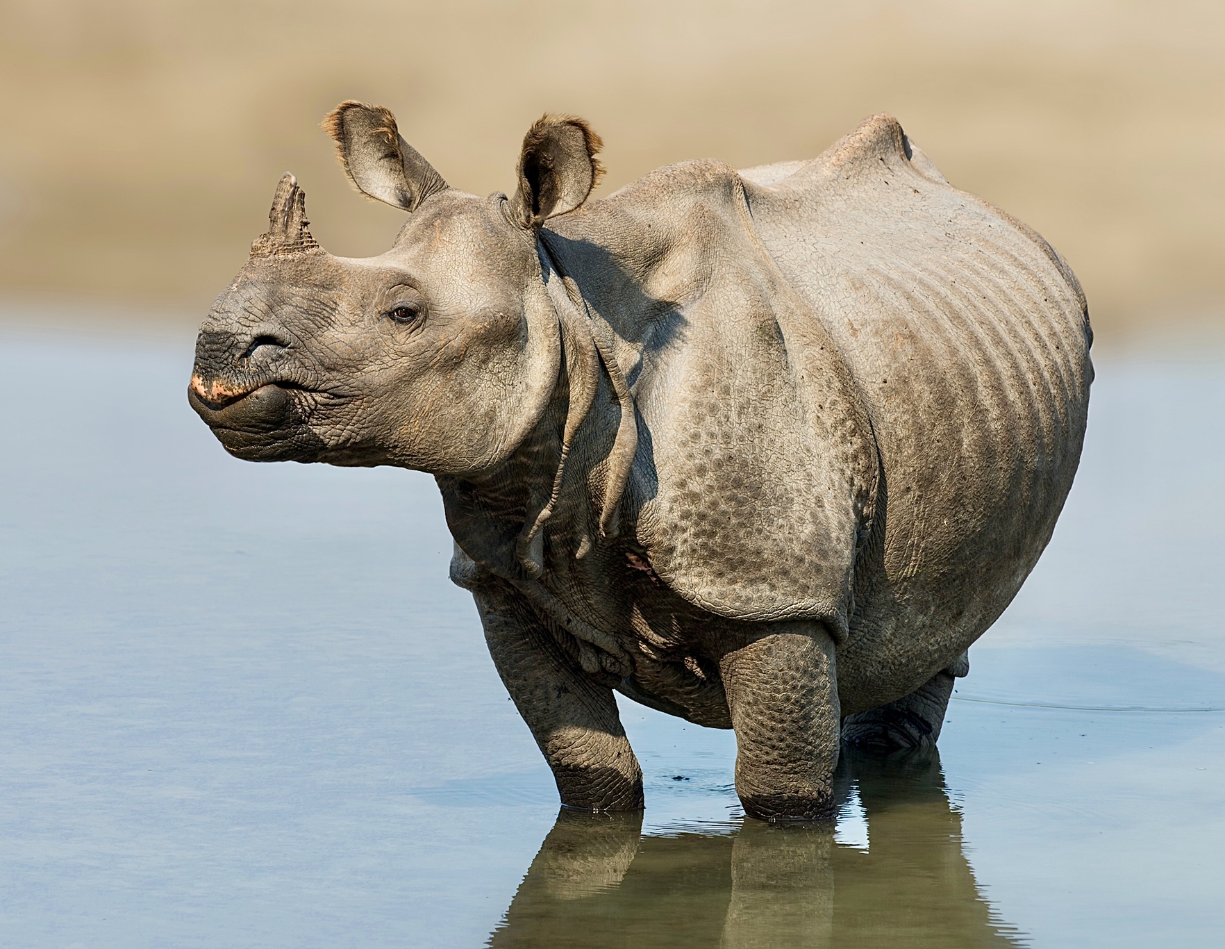 A Conservation Success As Zero Indian Rhinos Were Poached In 2022 Making It  The First Time In 45 Years - World Animal News
