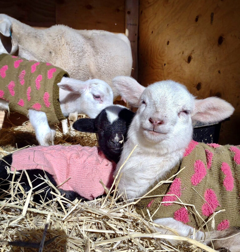 40 Starving Sheep Have Been Saved From A Backyard Slaughter Operation In New York’s Hudson Valley