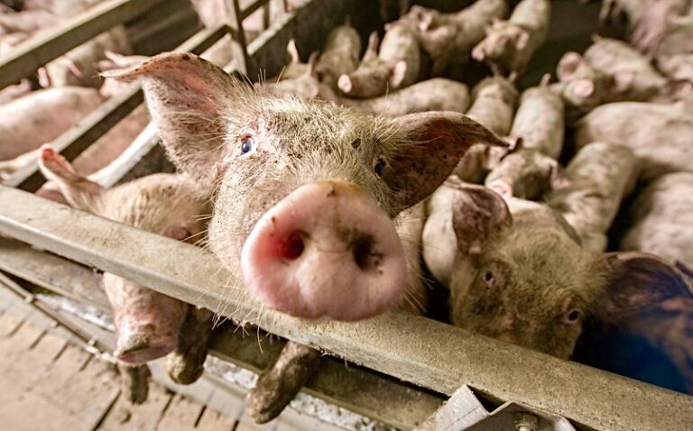 Court Rules That Undercover Investigations & Whistleblowers Are Protected Under The First Amendment In North Carolina’s Ag-Gag Law