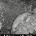 Cory the pangolin