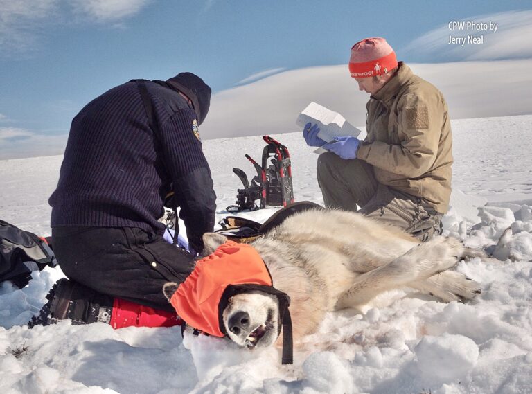 Update! Colorado Parks And Wildlife Comes To The Rescue To Recollar A Male Wolf