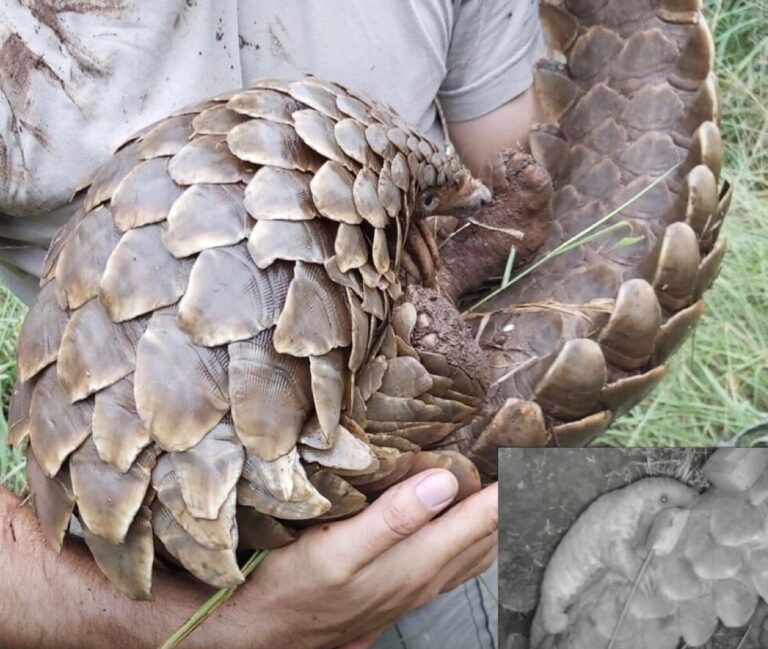 Hopeful News As A Pangolin Pup Was Born After Their Mother Was Saved From Wildlife Traffickers In South Africa