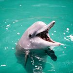 Humpback dolphins before their release back into the sea.