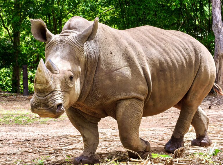 Tragic News As A Young Male White Rhino Was Shot & Killed At A Drive-Through Safari Park In Florida