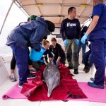 Preparing to release a humpback dolphin back into the sea.