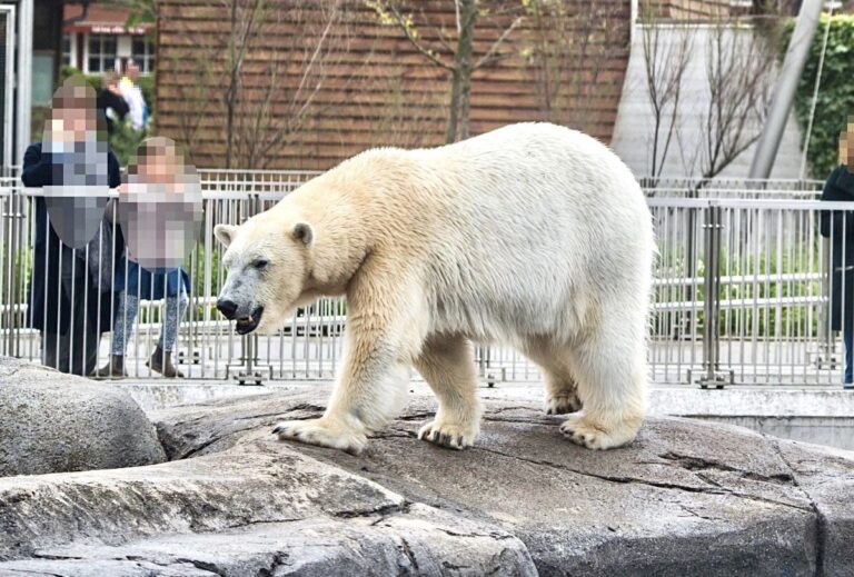 Born Free’s Powerful New Report Reveals The Suffering Of Polar Bears In Zoos Throughout Europe; This Must End!