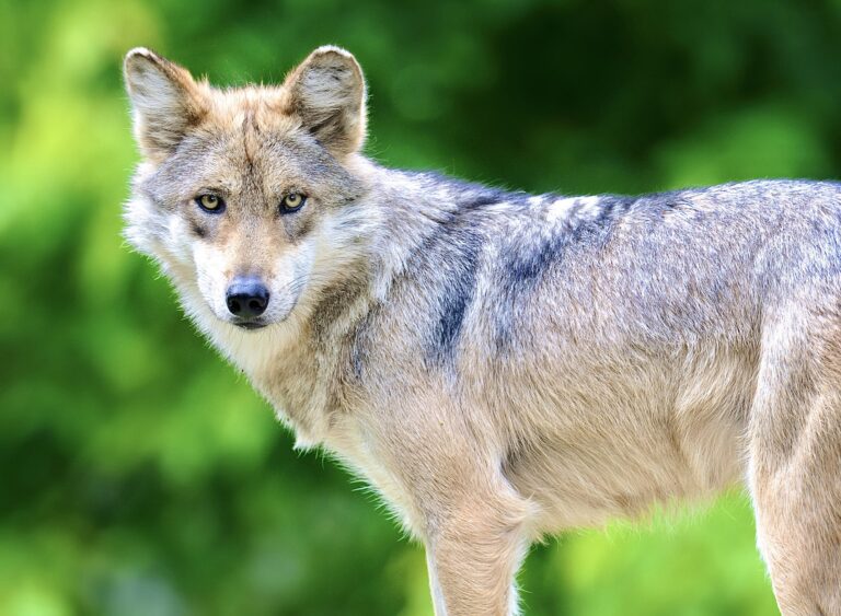 Hopeful News! The Mexican Wolf Population Increases To 241 Individuals In The Wild In Arizona & New Mexico