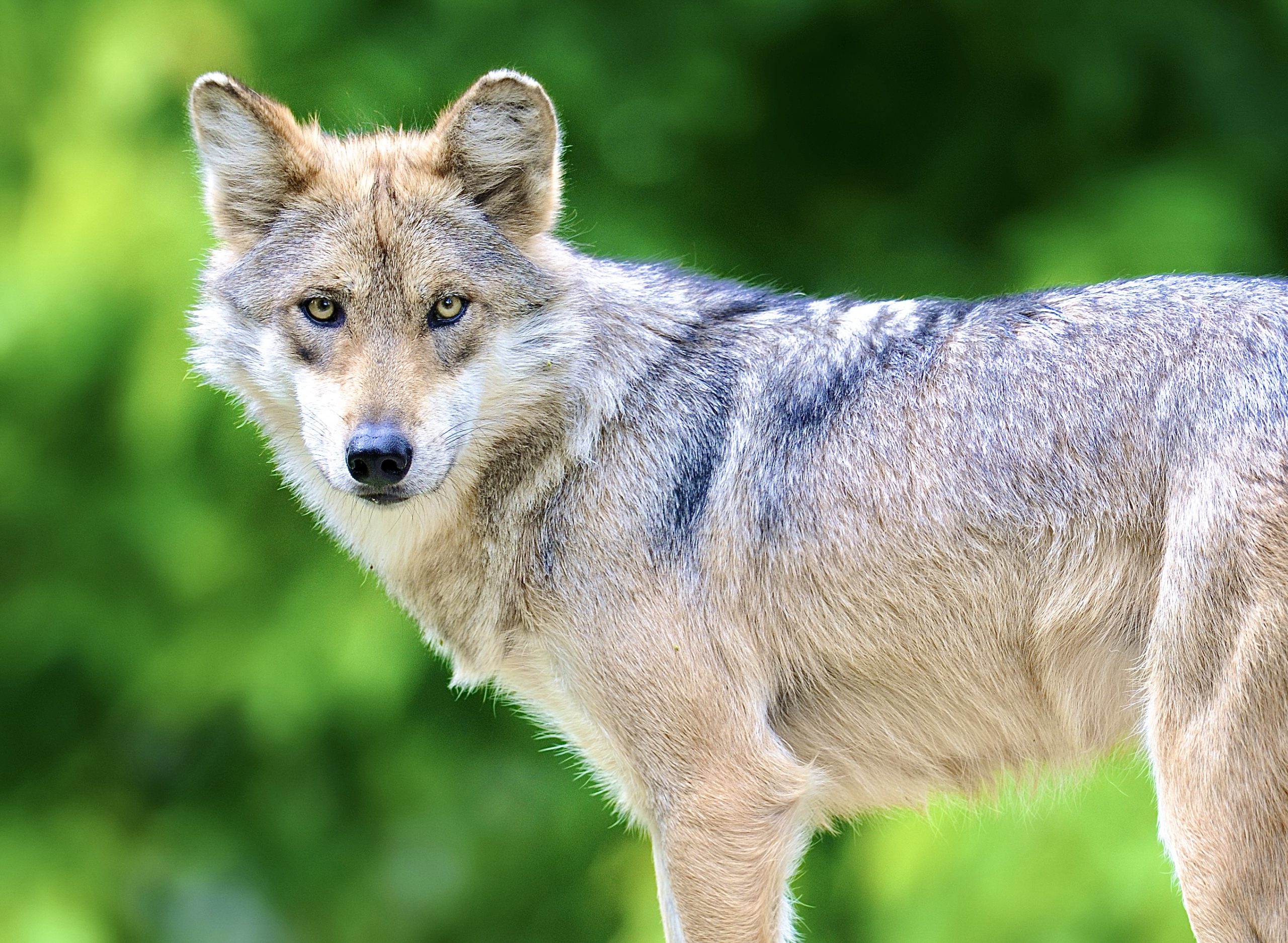 Hopeful News! The Mexican Wolf Population Increases To 241 Individuals In  The Wild In Arizona & New Mexico - World Animal News