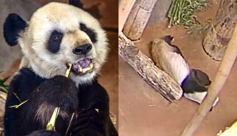 Heartbreaking News As Beloved Panda LeLe Has Passed Away After Collapsing On The Panda Live Cam At The Memphis Zoo