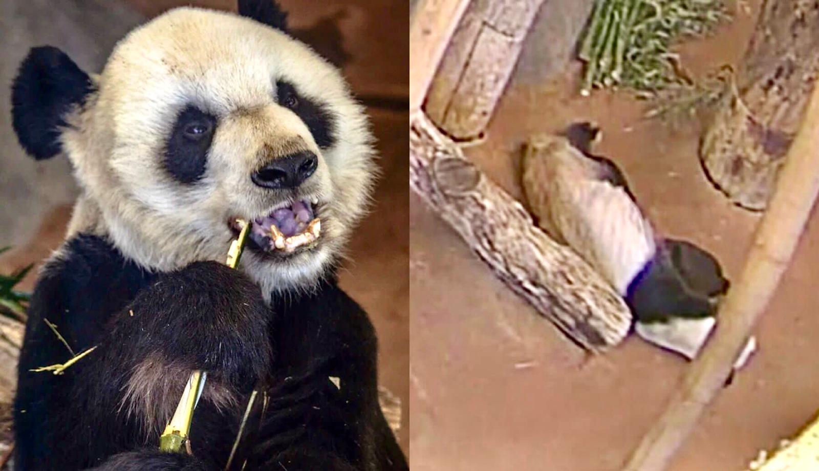 旅美大熊猫“乐乐”离世 动物园：在睡梦中安详离世-千里眼视频-搜狐视频