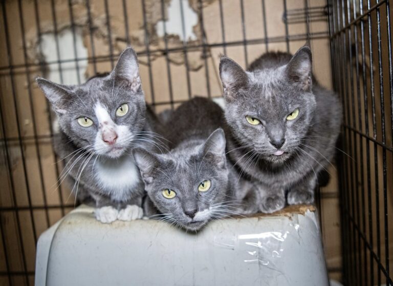 More Than 170 Cats Have Been Rescued From Severe Neglect In Crystal Springs, Mississippi