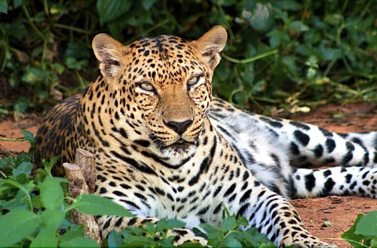 Imperiled Leopards Are One Step Closer To Gaining Increased Endangered Species Act Protection