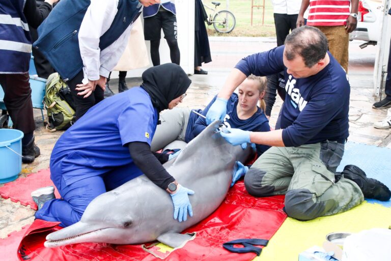 Three Endangered Humpback Dolphins Were Released Back Into The Ocean After Being Illegally Captured & Sold To A Resort In Bahrain