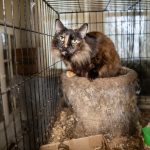 MS Cat Rescue