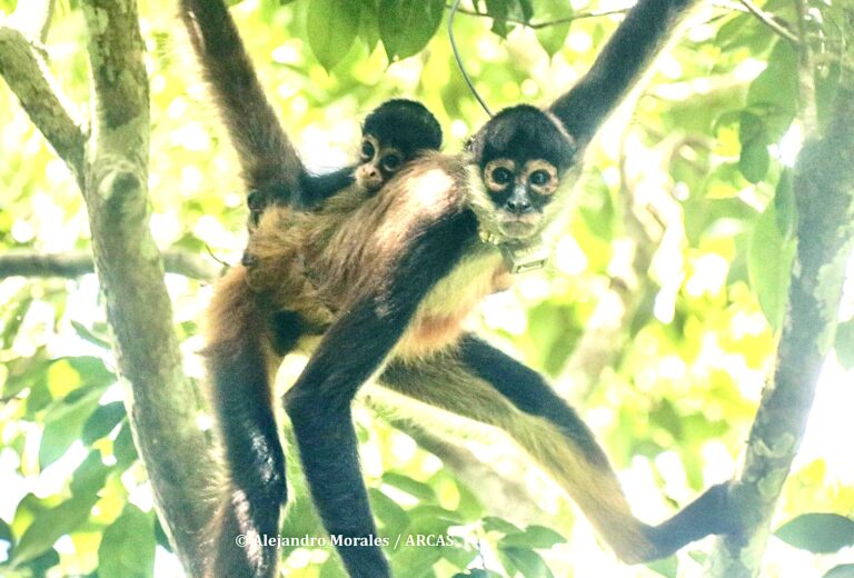 Breaking! 13 Spider Monkeys Rescued From Illegal Wildlife Trafficking Are Released Into A Protected Forest In Guatemala