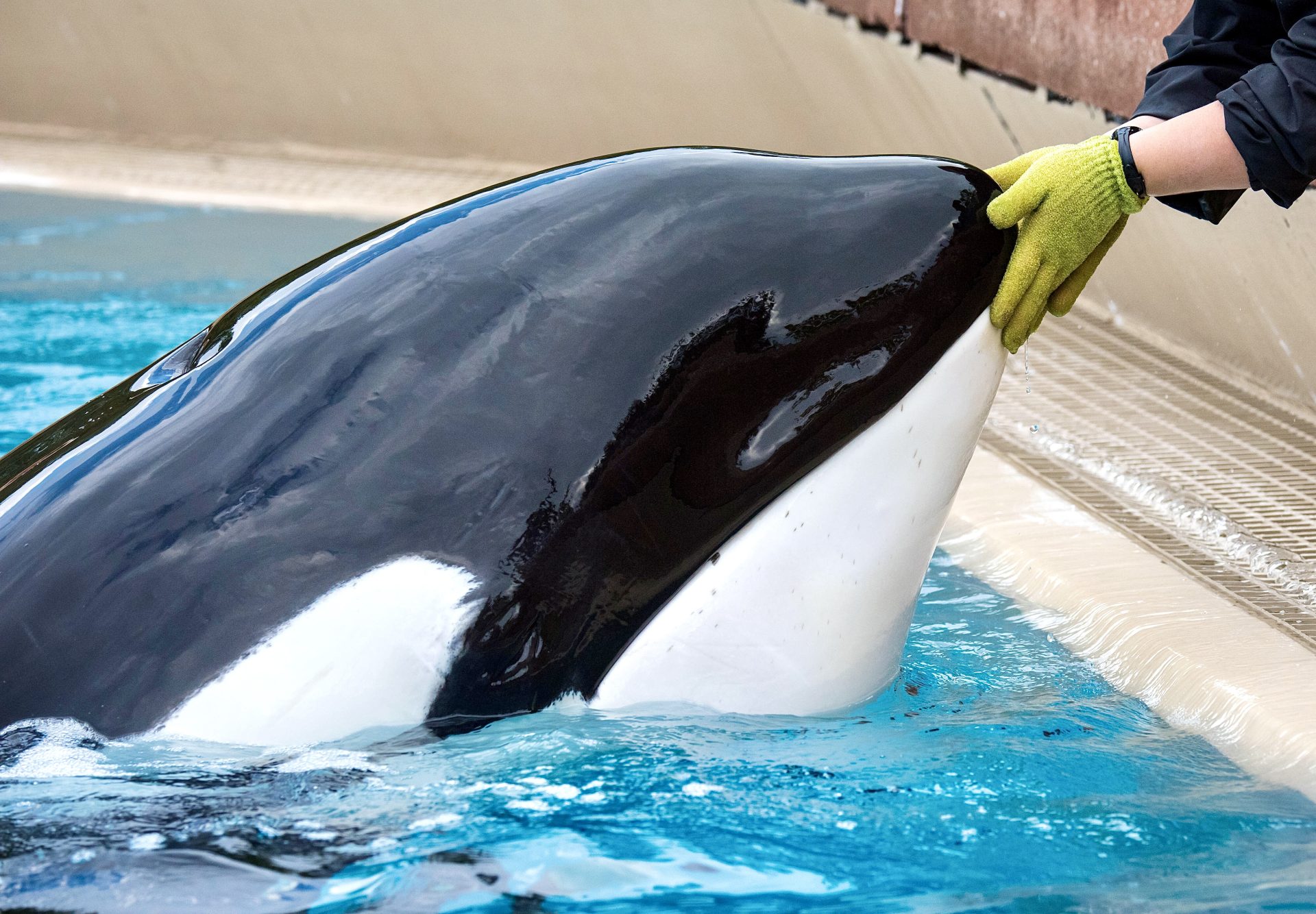 ‘worlds Loneliest Orca Kiska Has Died After Suffering 40 Years In