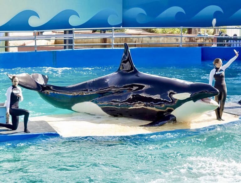 Beloved Orca Lolita Has Died At Miami Seaquarium Before Being Returned Back To Her Ocean Home