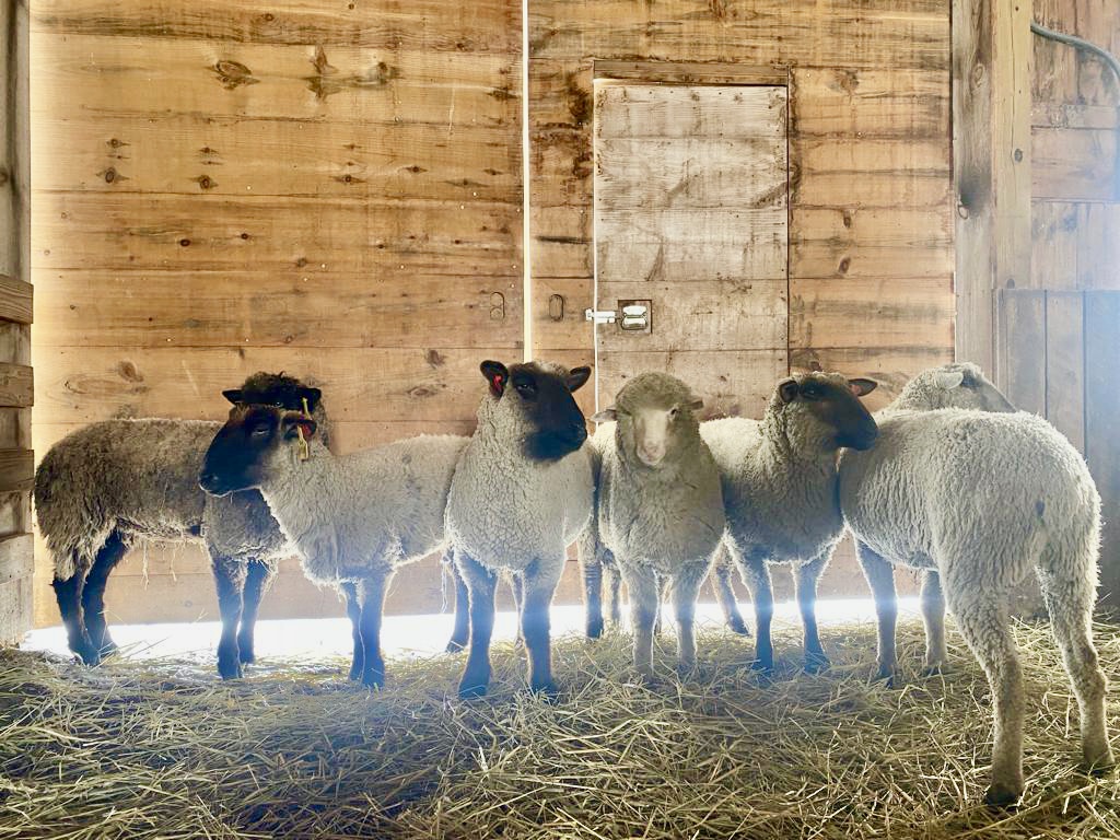 WAN Talks With Mike Stura, Founder Of Skylands Animal Sanctuary, About  Rescuing 7 Sheep Who Escaped Slaughter In New Jersey - World Animal News