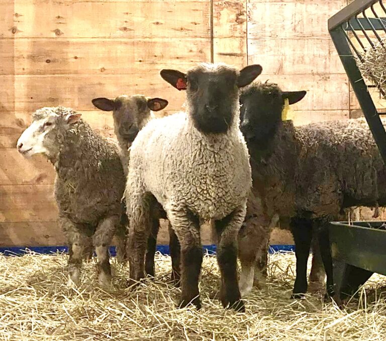 WAN Talks With Mike Stura, Founder Of Skylands Animal Sanctuary, About Rescuing 7 Sheep Who Escaped Slaughter In New Jersey