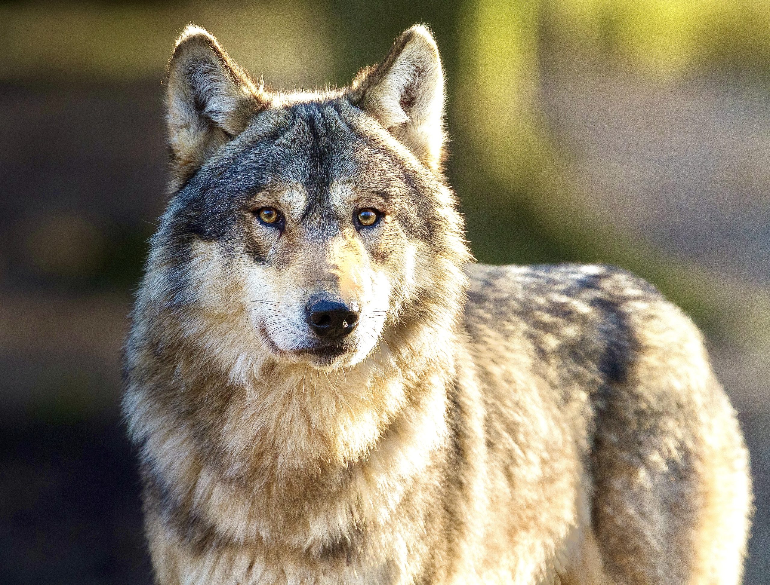 Старый волк. Canis Lupus Campestris. Волк. Восточный волк.