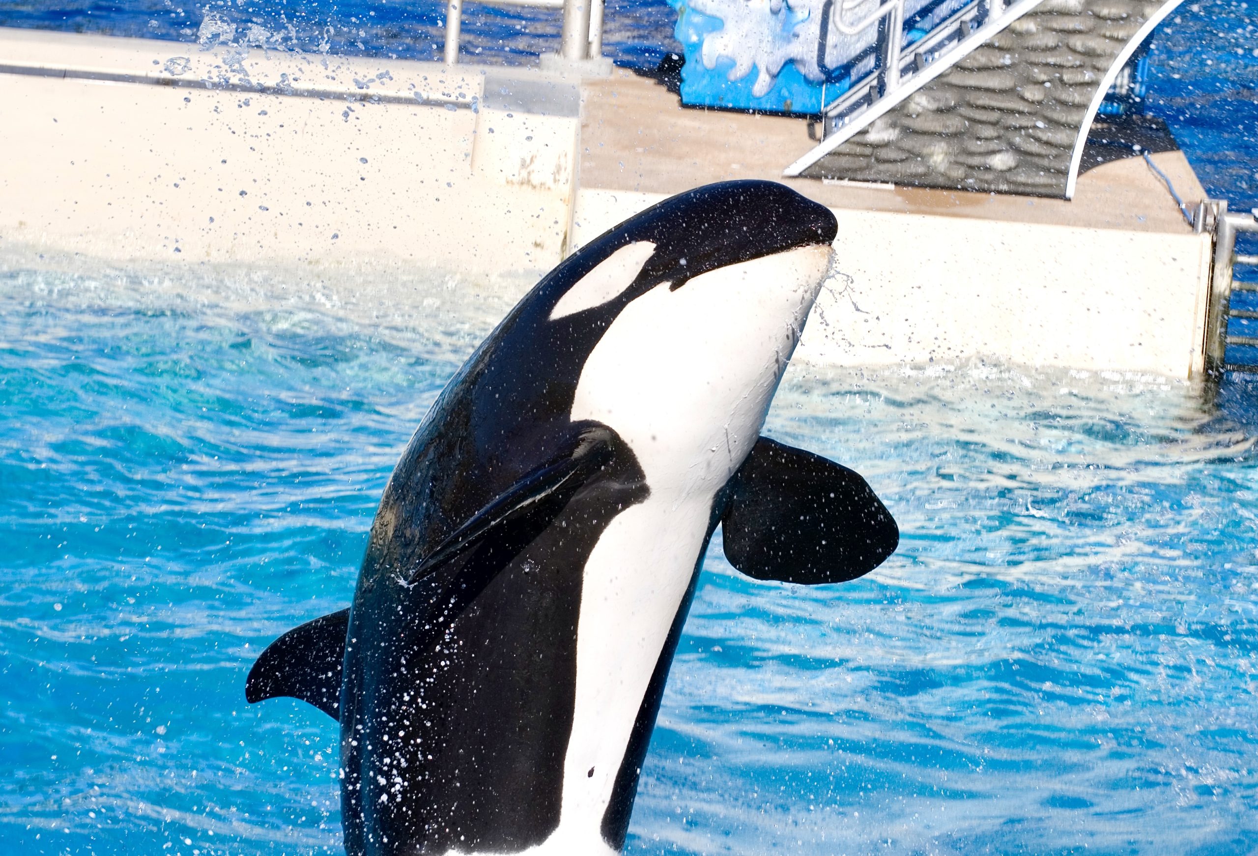 Why Travel Giant Expedia Will No Longer Sell Tickets to SeaWorld