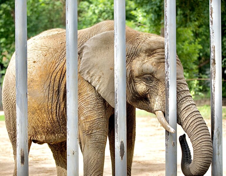 New York City Introduces Landmark Legislation To Ban Elephant Captivity & Relocate Those Imprisoned To Accredited Sanctuaries