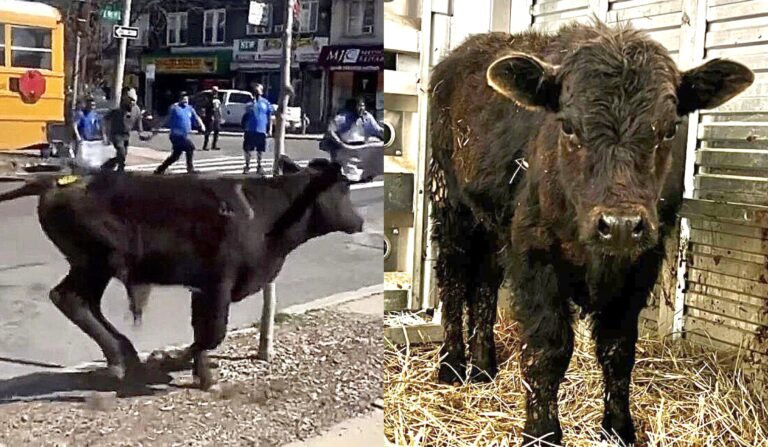 WAN Talks To Mike Stura About The Harrowing Rescue Of A Brave Young Calf Who Escaped A Slaughterhouse In Brooklyn, NY