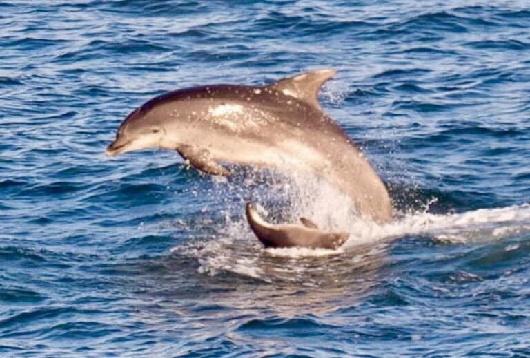 Bottlenose Dolphins & Harbour Porpoise Form An Unlikely Friendship While Swimming & Playing In The Waters Off Cornwall, England