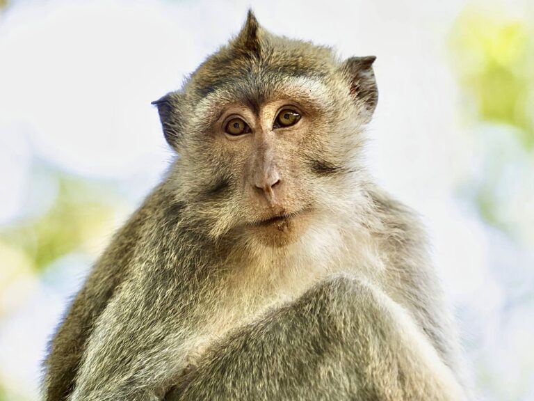 1,000 Endangered Research Monkeys To Be Re-Exported Back To Wildlife Traffickers In Cambodia; Urge They Be Sent To Born Free’s Sanctuary