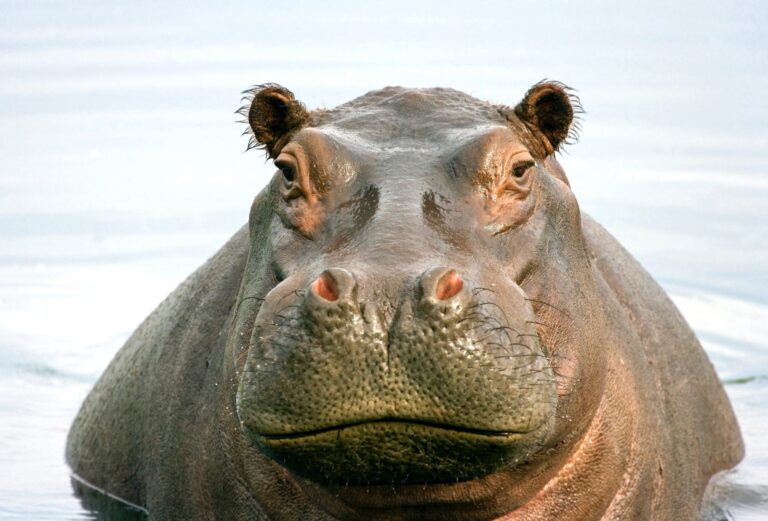 Hippos Move One Step Closer To Endangered Species Act Protections; 3,081 Hippos Have Been Killed To Fuel The “Legal” U.S. Trade