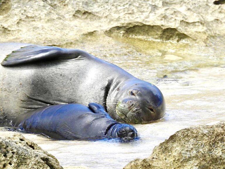 WAN Exclusive With Jon Gelman, Founder Of Hawai’i Marine Animal Response Who Shares News Of First Monk Seal Pup Born This Year