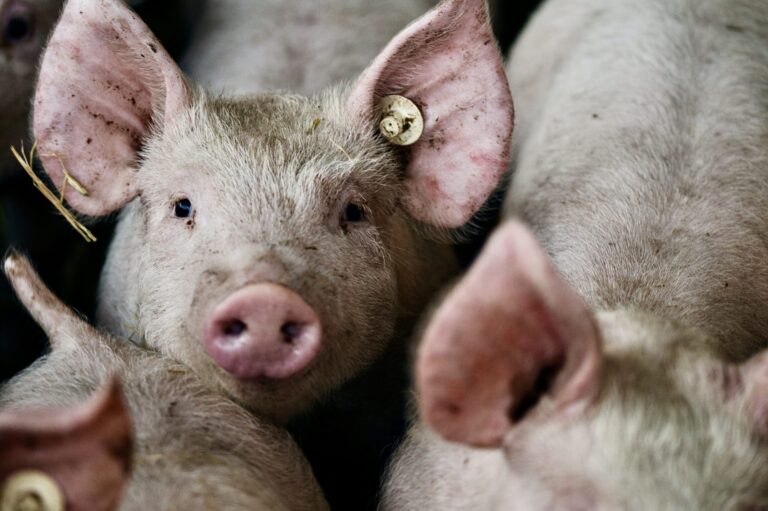 Justice Is Served For Pigs Who Suffered Severe Abuse In Seven-Year-Long Animal Cruelty Case In South Africa