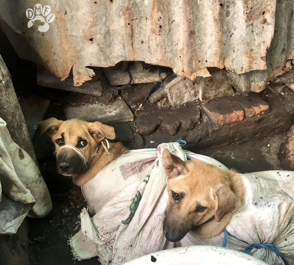 Victory! Jakarta Bans The Dog & Cat Meat Trade Making It The 21st ...