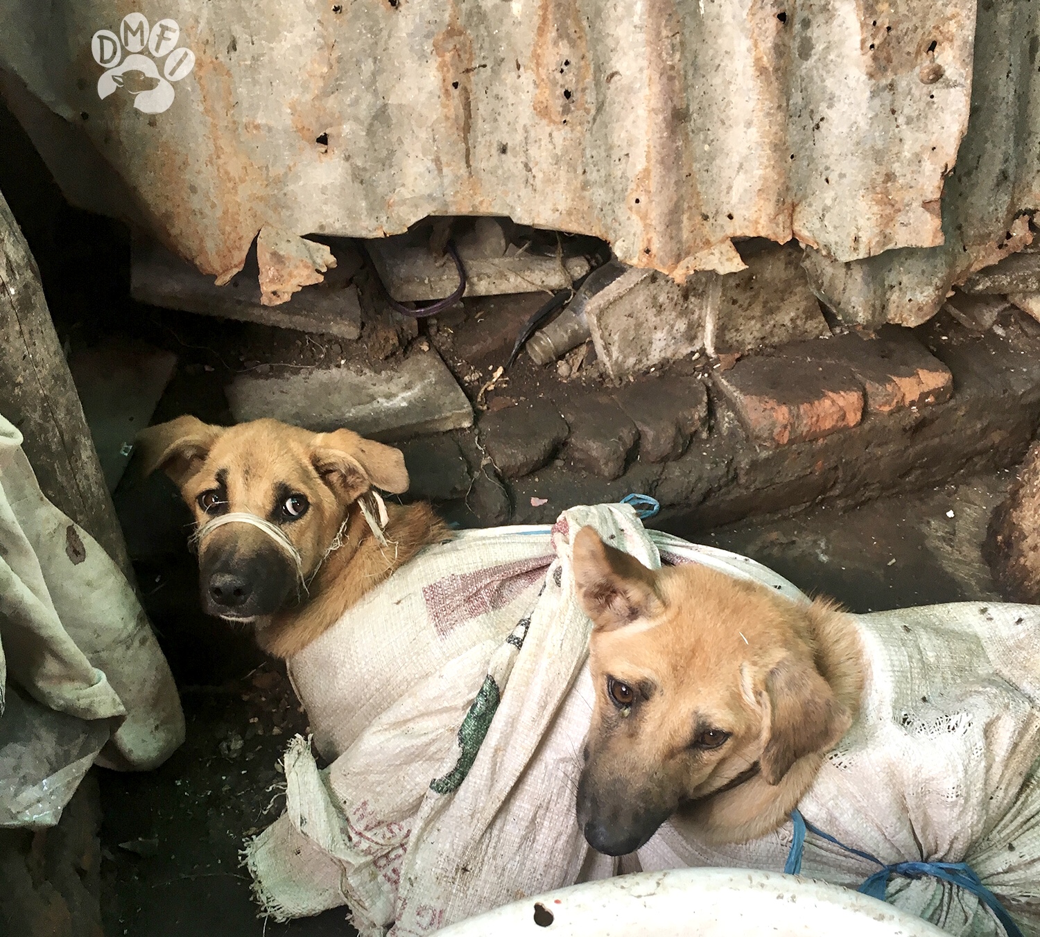 what is dog and cat meat trade