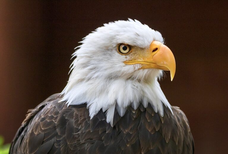 Shocking News As 2 Men Shot & Killed A Bald Eagle In Nebraska & Had Plans To Eat The Bird