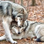 Affectionate Grey Wolves