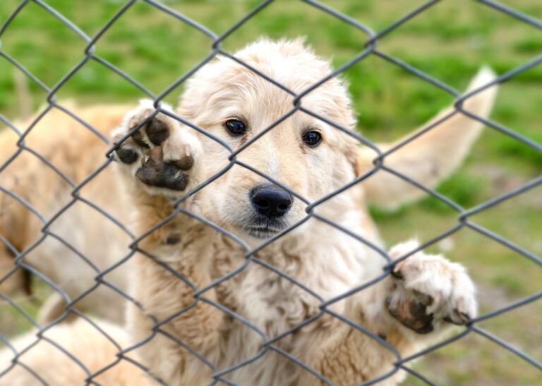 Las Vegas City Council Passes New Bill To End Illegal Breeding Operations & Puppy Mills