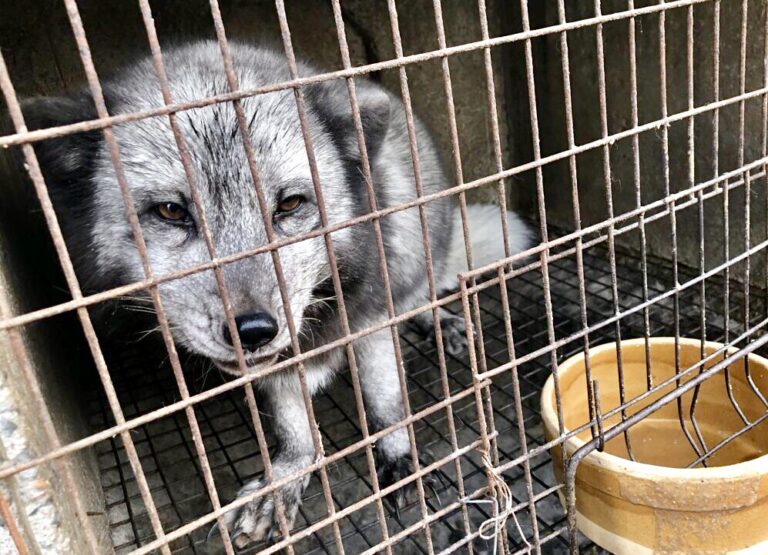 Dillard’s Is The Last Major U.S. Department Store To Still Sell Animal Fur; New Campaign Urges Them To Go Fur-Free